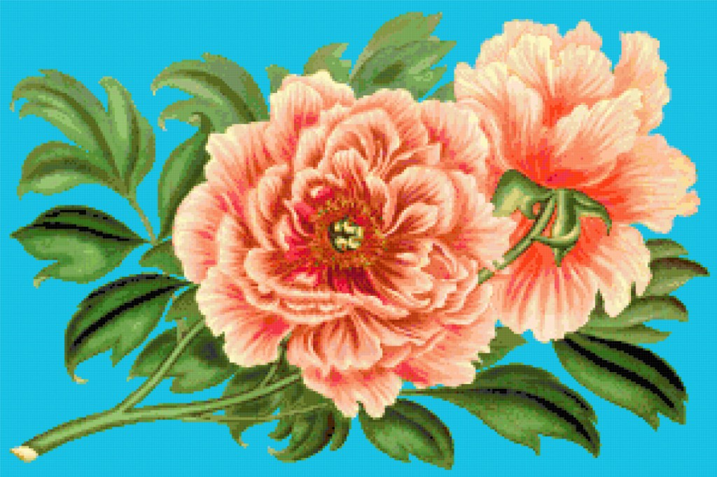 peonies-free-cross-stitch-pattern-better-cross-stitch