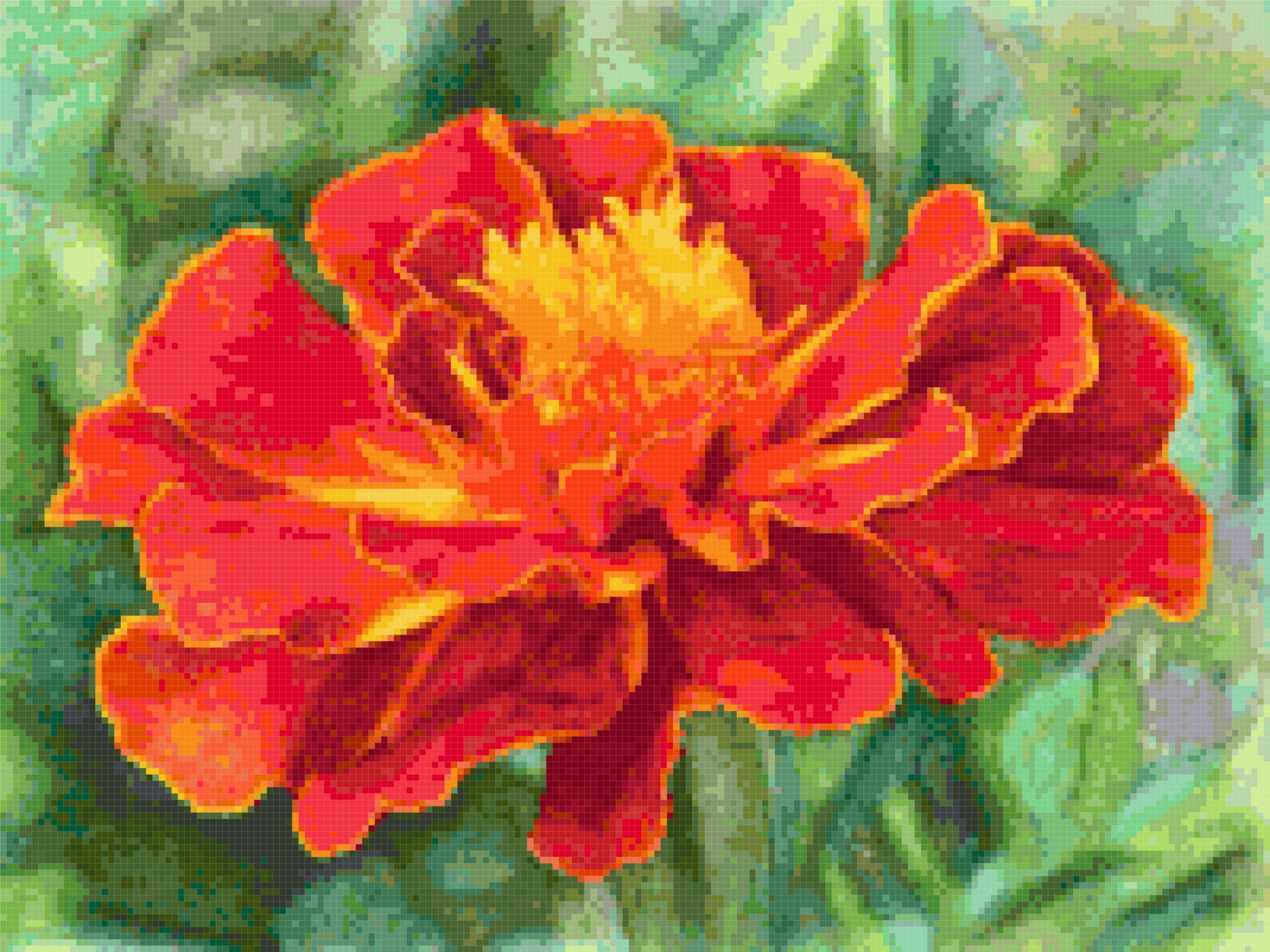 Marigold image